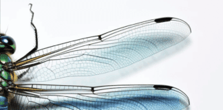 Dreaming of Dragonflies: Brooke Williams Brings “Re-Enchantment” to St. George Naturalist and author Brooke Williams brings his new book Encountering Dragonfly: Notes on the Practice of Re-Enchantment to St. George, exploring dreams, myth, and the return of wonder through dragonflies.