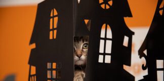 Don’t Let Your Pets Fall Under a Spooky Spell