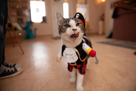 Best Friends Animal Society Shares Safety Tips to Protect Pets this Halloween