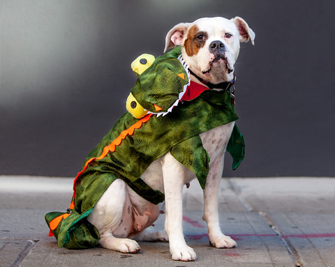Best Friends Animal Society Shares Safety Tips to Protect Pets this Halloween