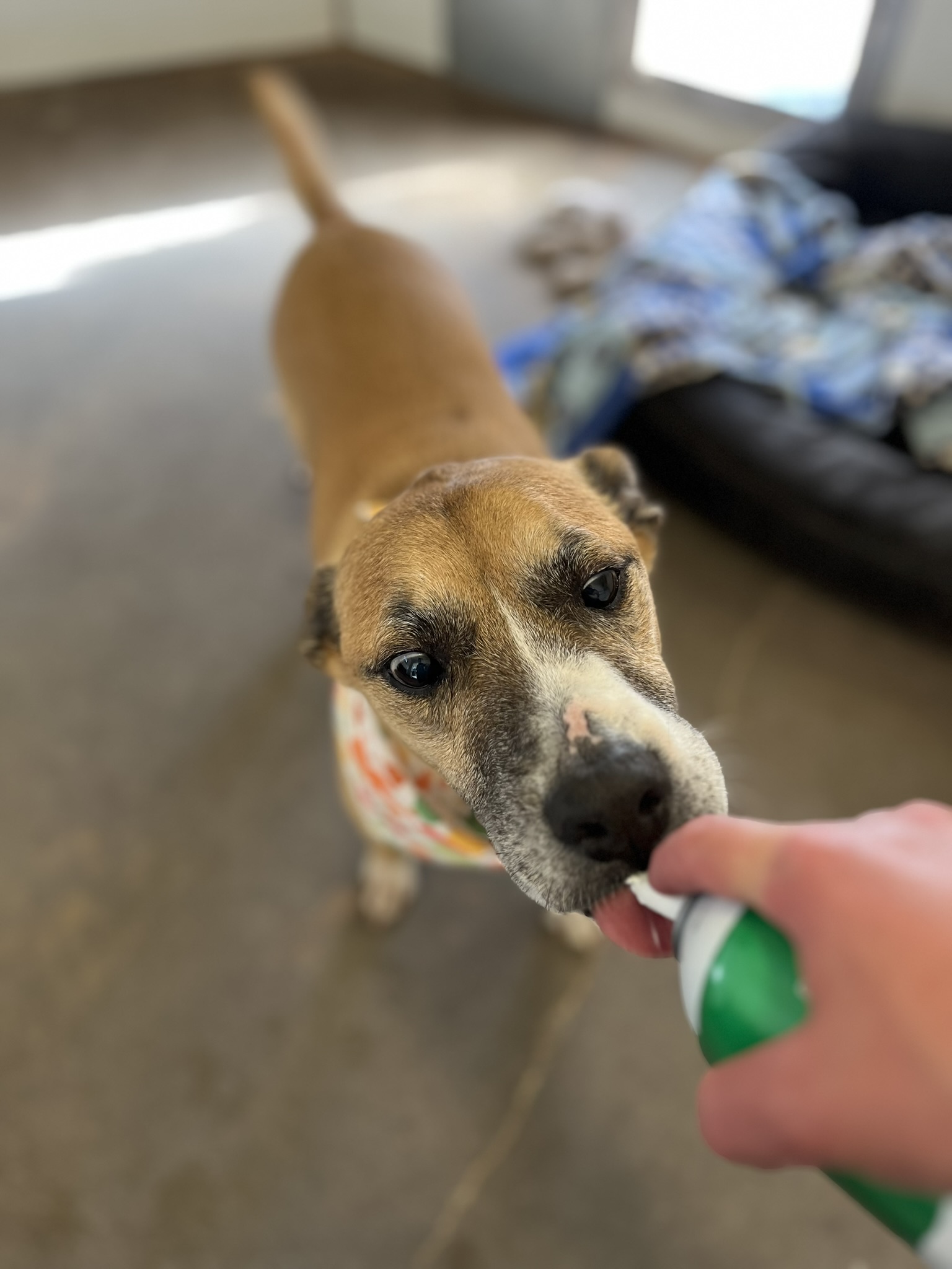 Best Friends Animal Sanctuary in Kanab hosted its annual “Dogsgiving” feast, treating hundreds of adoptable dogs to a gourmet Thanksgiving meal prepared by Sego Restaurant.