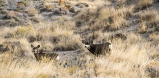 See Mule Deer in the Wild at DWR’s Free Viewing Event