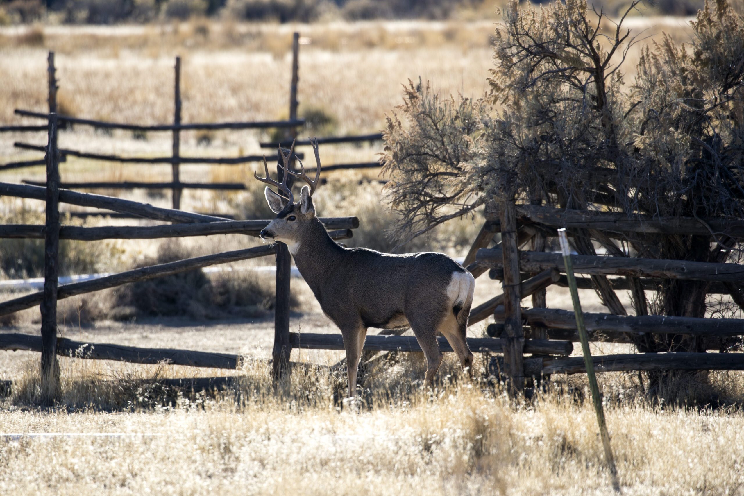 Photos courtesy of the Utah Division of Wildlife. 