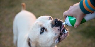“Dogsgiving” Feast Brings Joy to Adoptable Dogs at Best Friends Animal Sanctuary Utah Tech University’s club pickleball team made history in Dallas as the first-ever collegiate world champions, remaining undefeated through the international tournament.