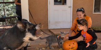 Make Memories That Last a Lifetime at Best Friends Animal Sanctuary Visit Best Friends Animal Sanctuary in Kanab, Utah, where compassion meets adventure. Tour the nation’s largest no-kill animal sanctuary, volunteer, dine at the vegan café, and stay at the Roadhouse for a heartwarming getaway.