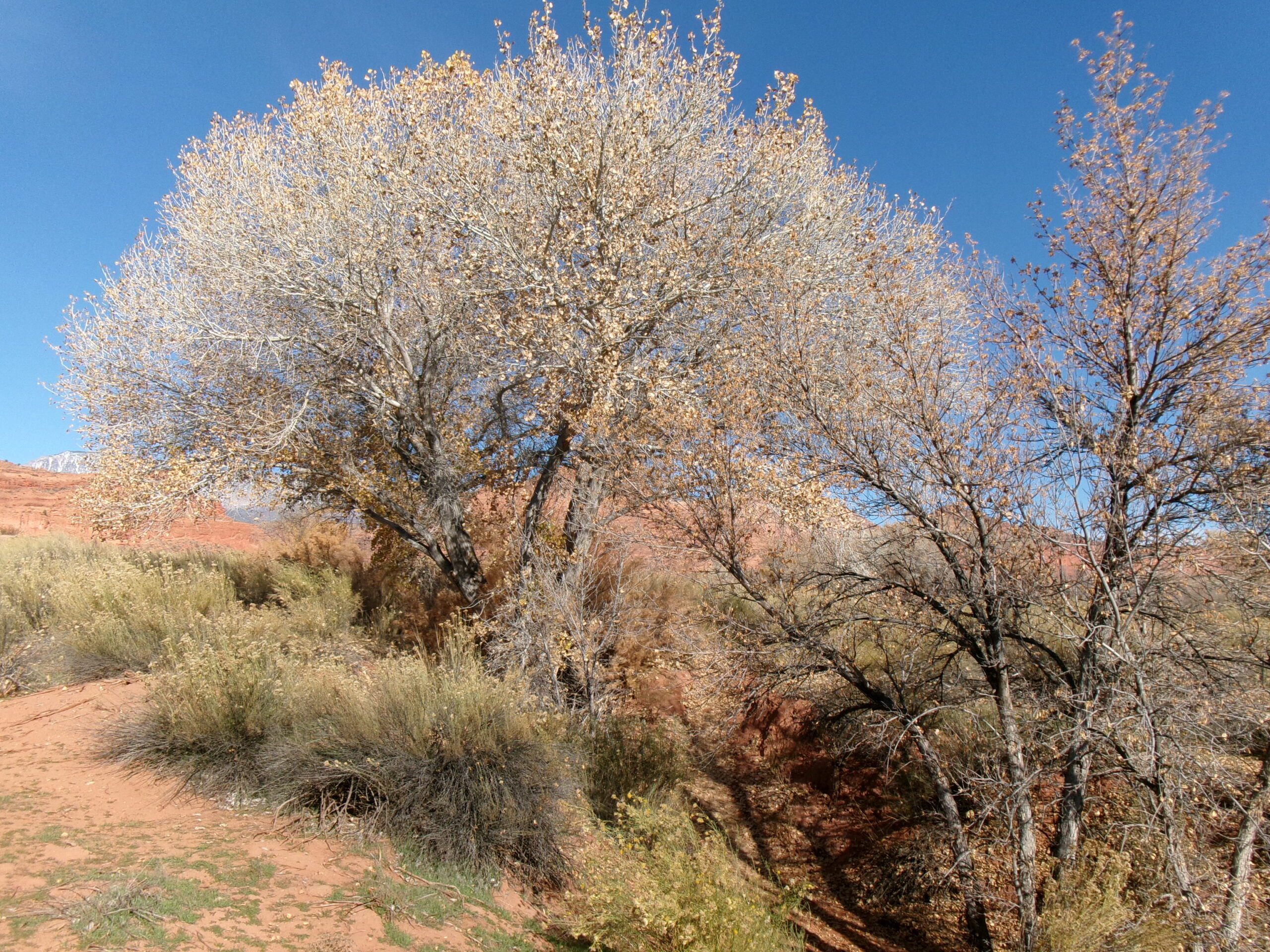 Quail Creek Trail, Red Cliffs Desert Reserve - Photo by Tom Garrison