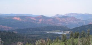 Cut Your Own Christmas Tree With a Permit From Dixie National Forest