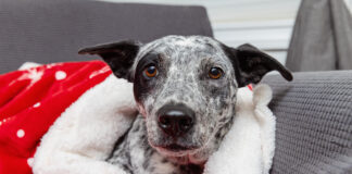 Pet on Their Wishlist? Choose the Adoption Option Considering adding a pet to your family? Choosing adoption helps animals in need while giving your new companion a second chance at a loving home.