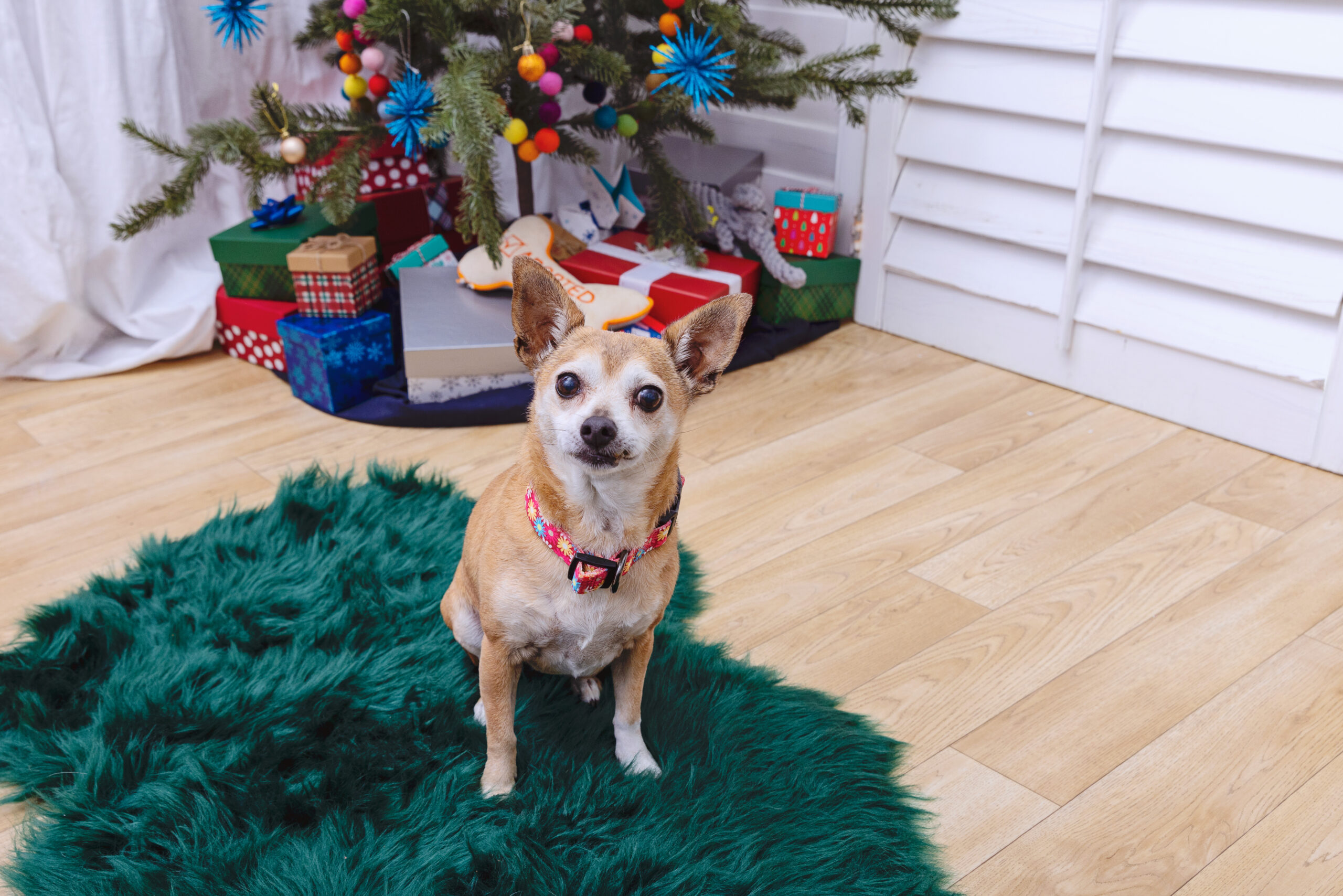 If a pet is on your wishlist, adoption is a meaningful option. Learn why choosing adoption supports local shelters, helps animals in need, and creates lasting bonds.