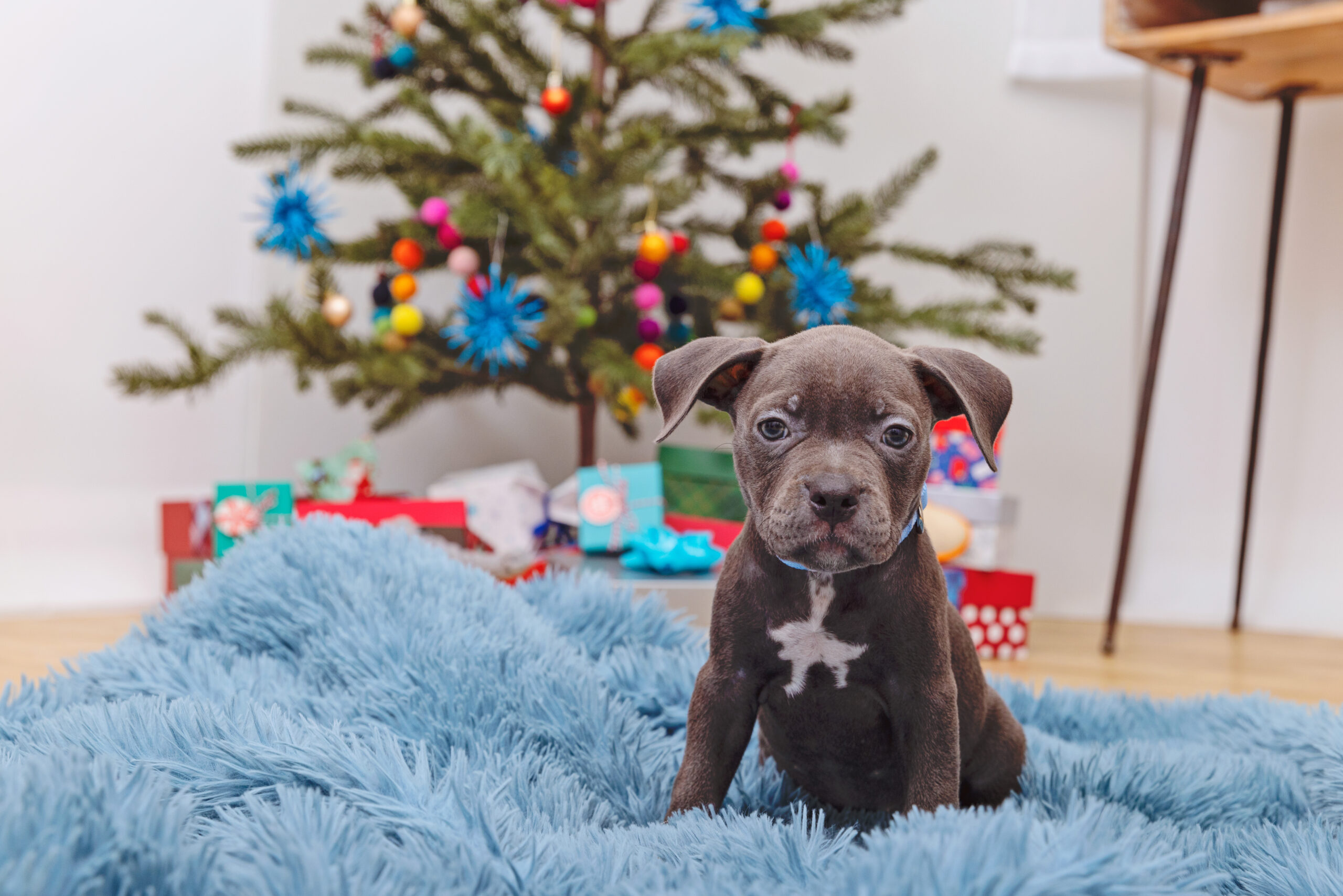 If a pet is on your wishlist, adoption is a meaningful option. Learn why choosing adoption supports local shelters, helps animals in need, and creates lasting bonds.