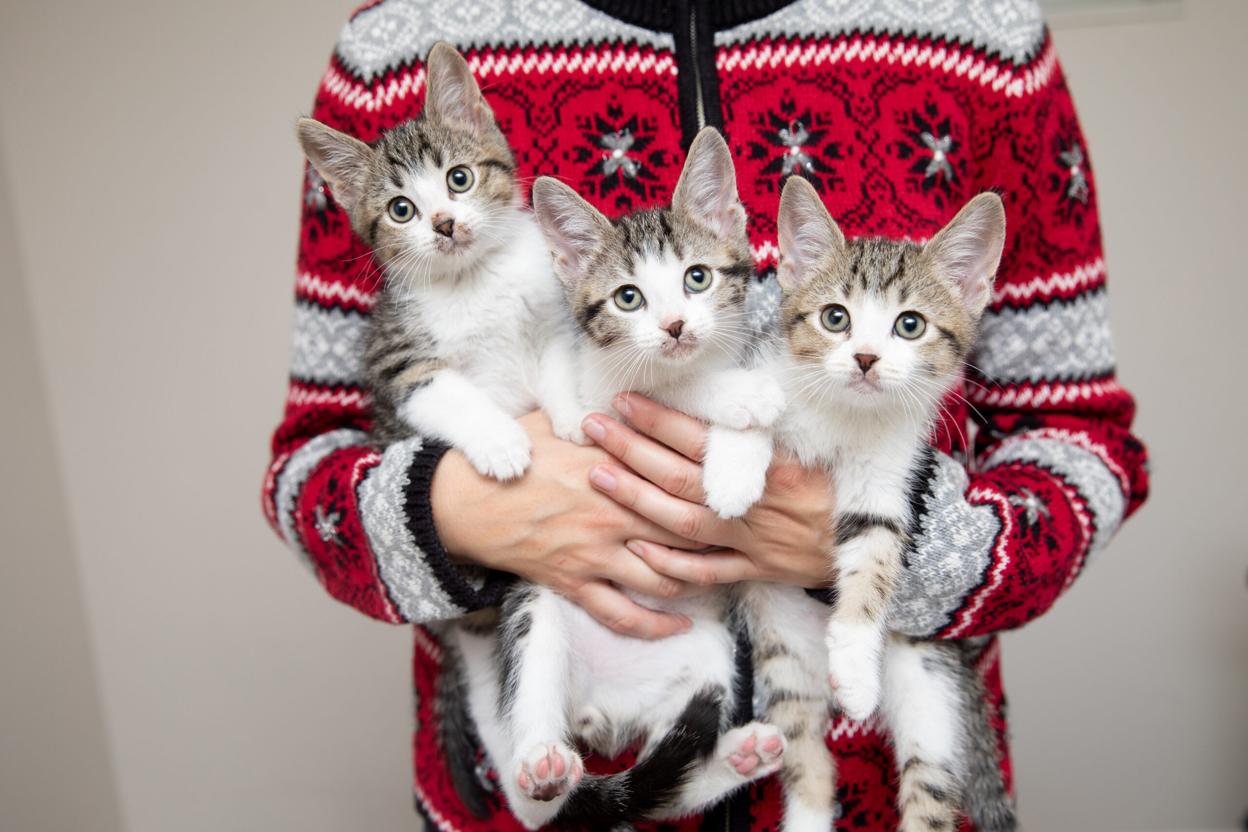 If a pet is on your wishlist, adoption is a meaningful option. Learn why choosing adoption supports local shelters, helps animals in need, and creates lasting bonds.