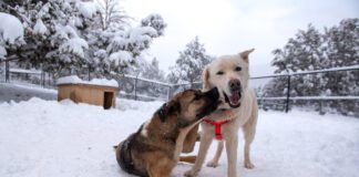 Winter Magic Awaits at Best Friends Animal Sanctuary and Roadhouse Winter in Kanab offers quiet beauty, warm memories, and meaningful time with animals at Best Friends Animal Sanctuary and the Best Friends Roadhouse & Mercantile.