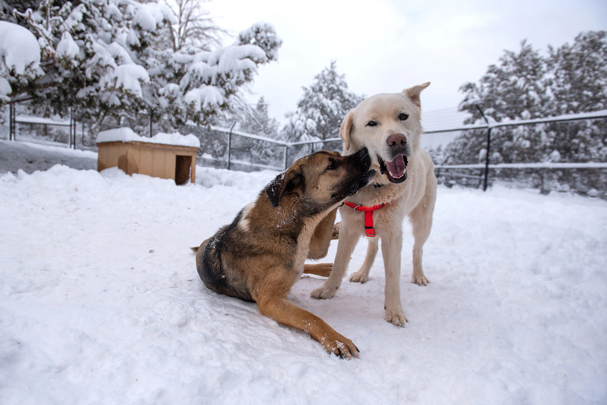Winter in Kanab offers quiet beauty, warm memories, and meaningful time with animals at Best Friends Animal Sanctuary and the Best Friends Roadhouse & Mercantile.