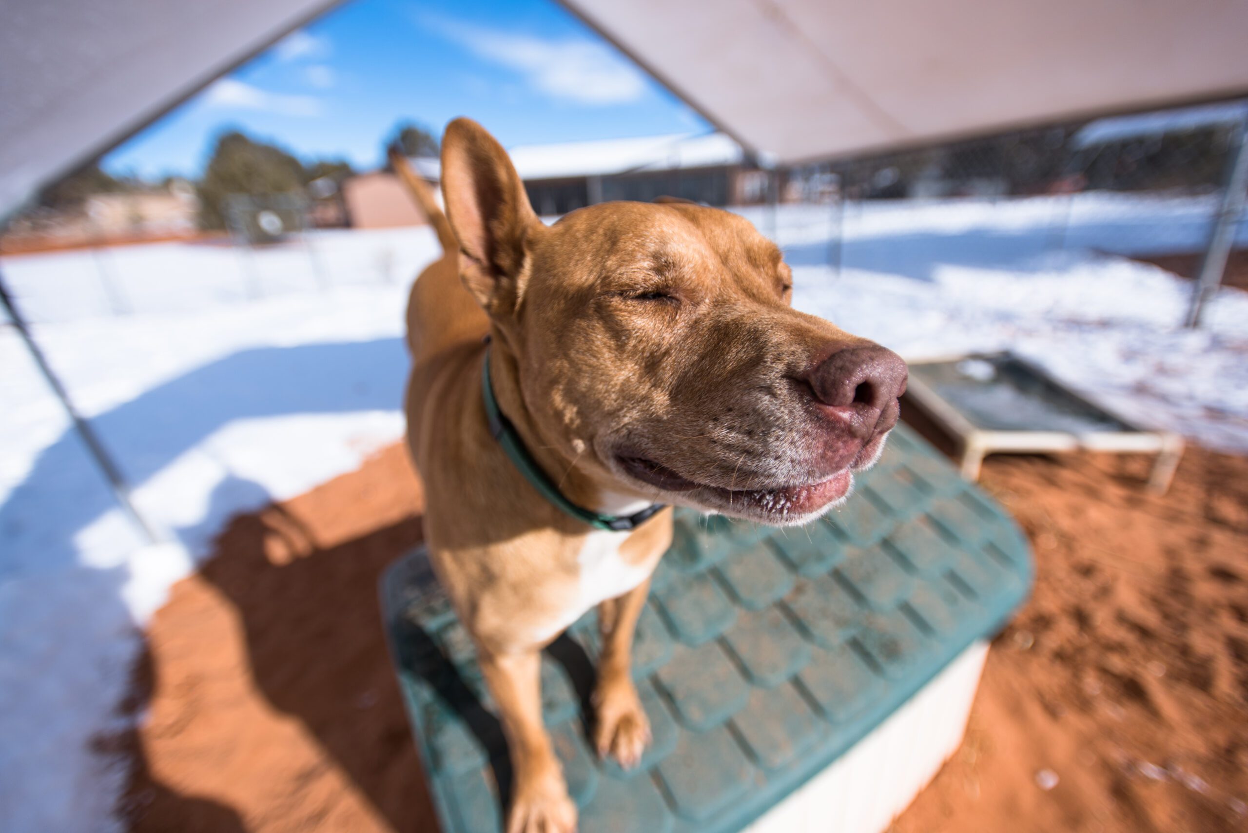 Winter in Kanab offers quiet beauty, warm memories, and meaningful time with animals at Best Friends Animal Sanctuary and the Best Friends Roadhouse & Mercantile.