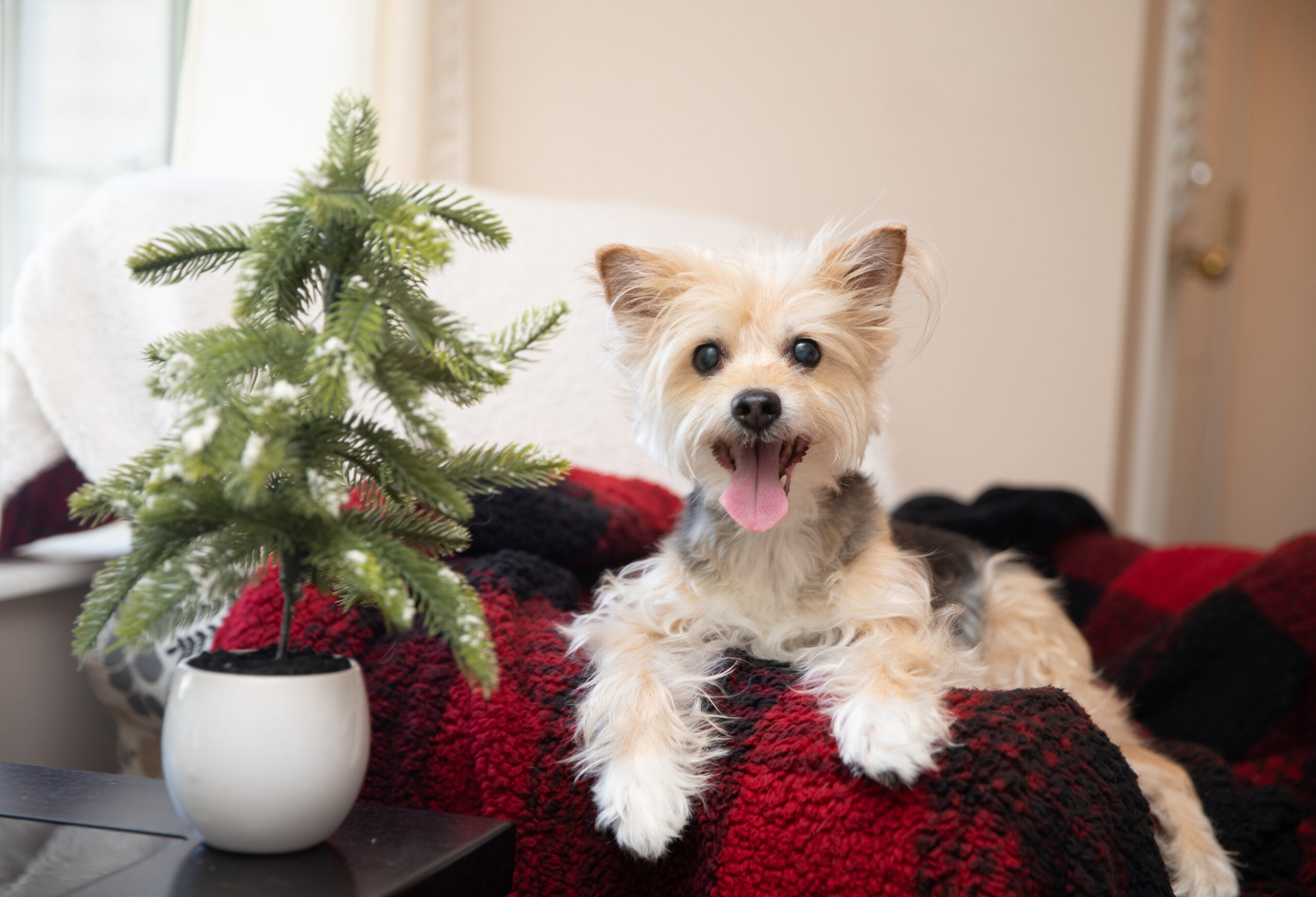 If a pet is on your wishlist, adoption is a meaningful option. Learn why choosing adoption supports local shelters, helps animals in need, and creates lasting bonds.