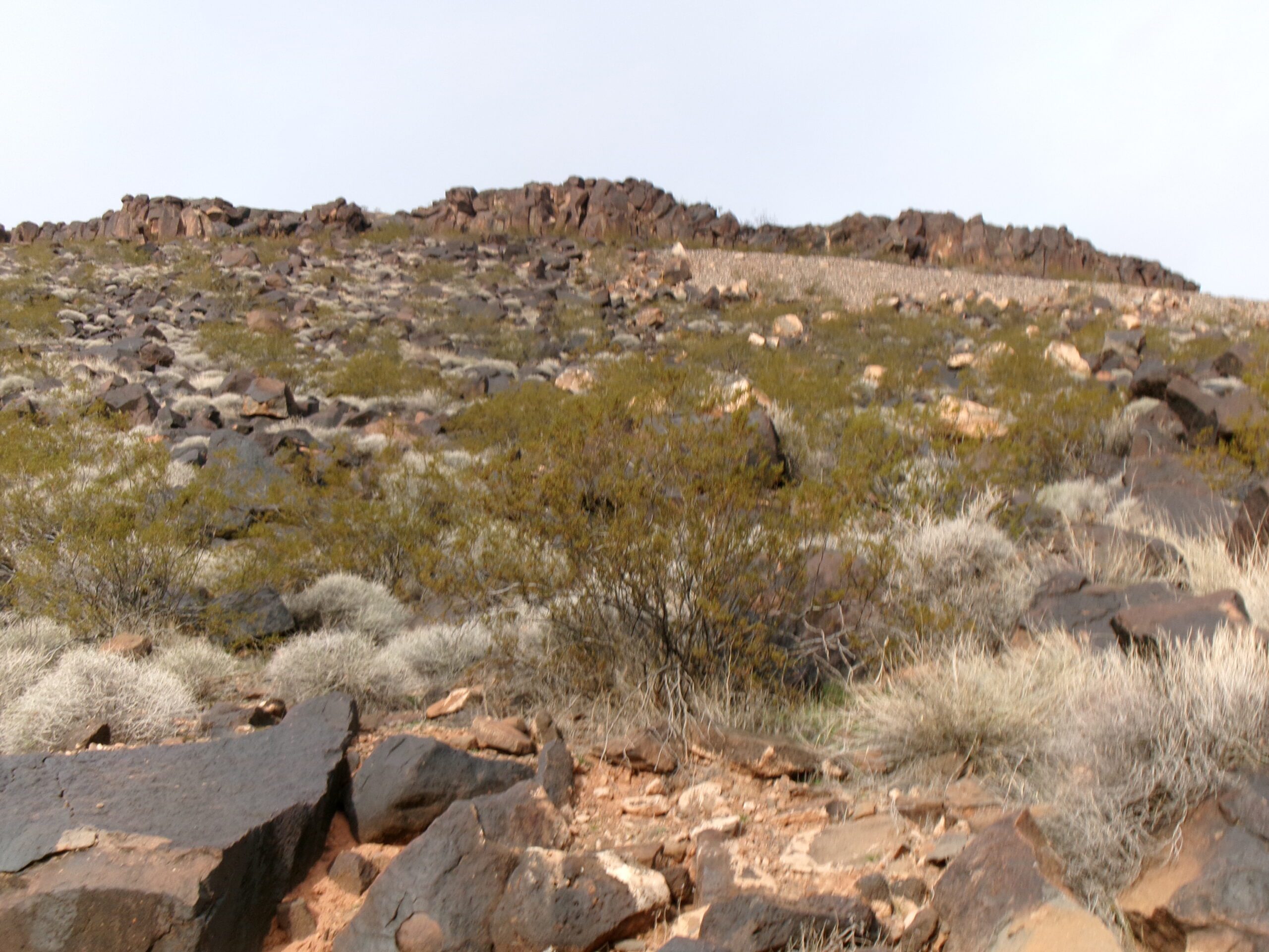 Eastern slope of Black Hill, Temple Quarry Trail, January 2026--Photo byTom Garrison