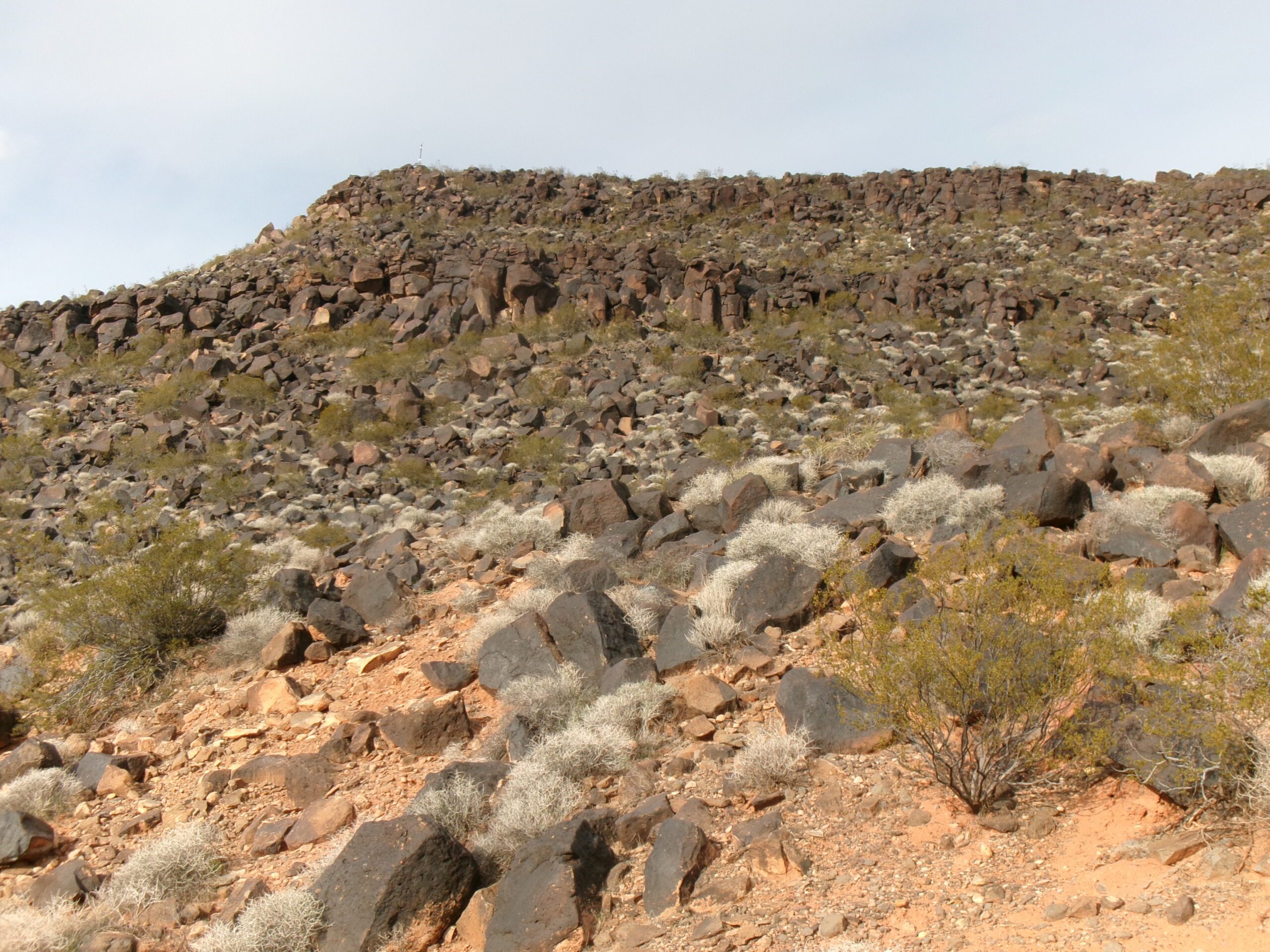 View of eastern slope of Black Hill, Temple Quarry Trail, January 2026--Photo by Tom Garrison