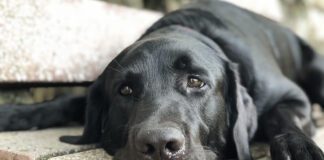 Southern Utah Adoptable Pets Guide