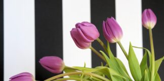 Southern Utah Events Guide – February 12, 2026