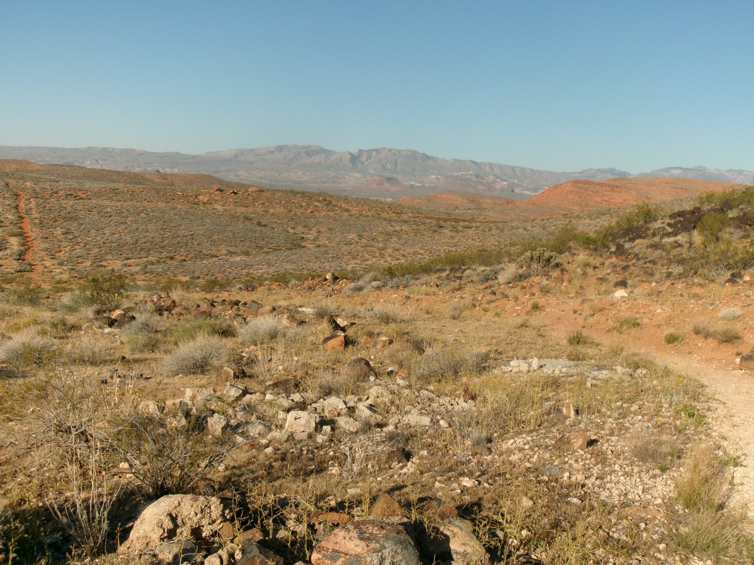 View to the west and a portion of T-Bone Trail, Red Cliffs Desert Reserve, March 2026 - Photo by Tom Garrison