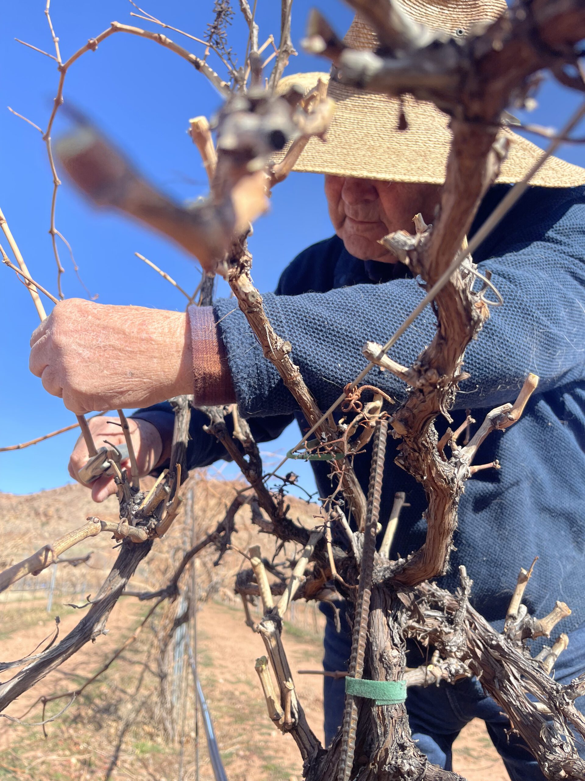 Early spring at Zion Vineyards marks a pivotal time for vineyard care and wine production, as pruning shapes future harvests and new red varietals like Syrah, Grenache, and Zioja arrive in the tasting room.