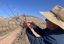 Wine Making Refined in Southern Utah