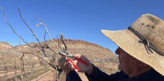 Wine Making Refined in Southern Utah