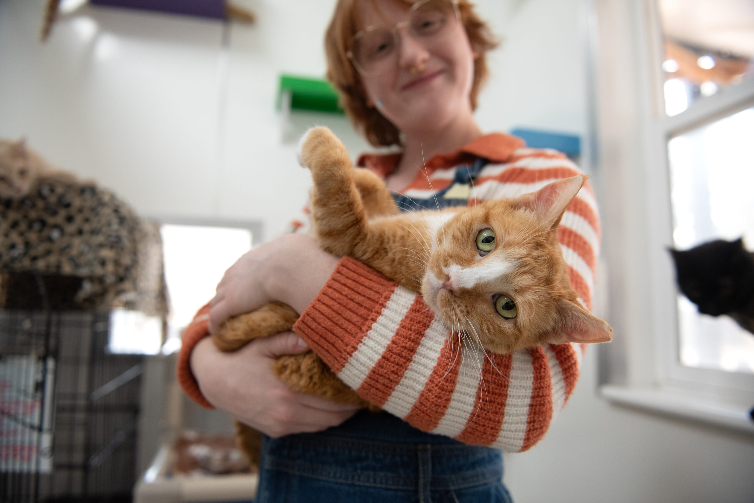 cats killed in shelters decline