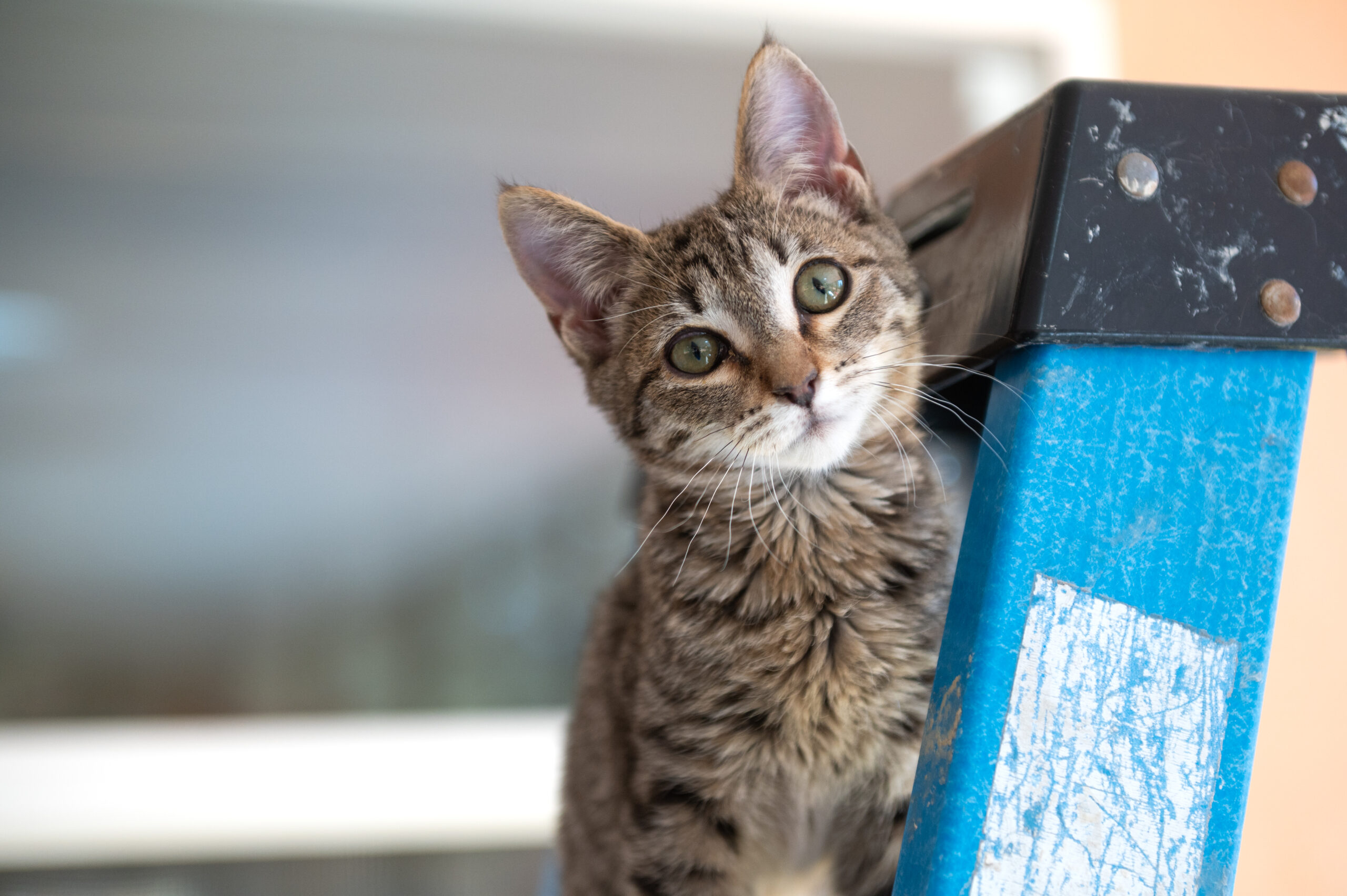 New data from Best Friends Animal Society shows the number of cats killed in U.S. shelters has dropped nearly 75 percent over the past decade.