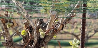 Spring Bottling and New Reds Take Center Stage at Zion Vineyards in Leeds
