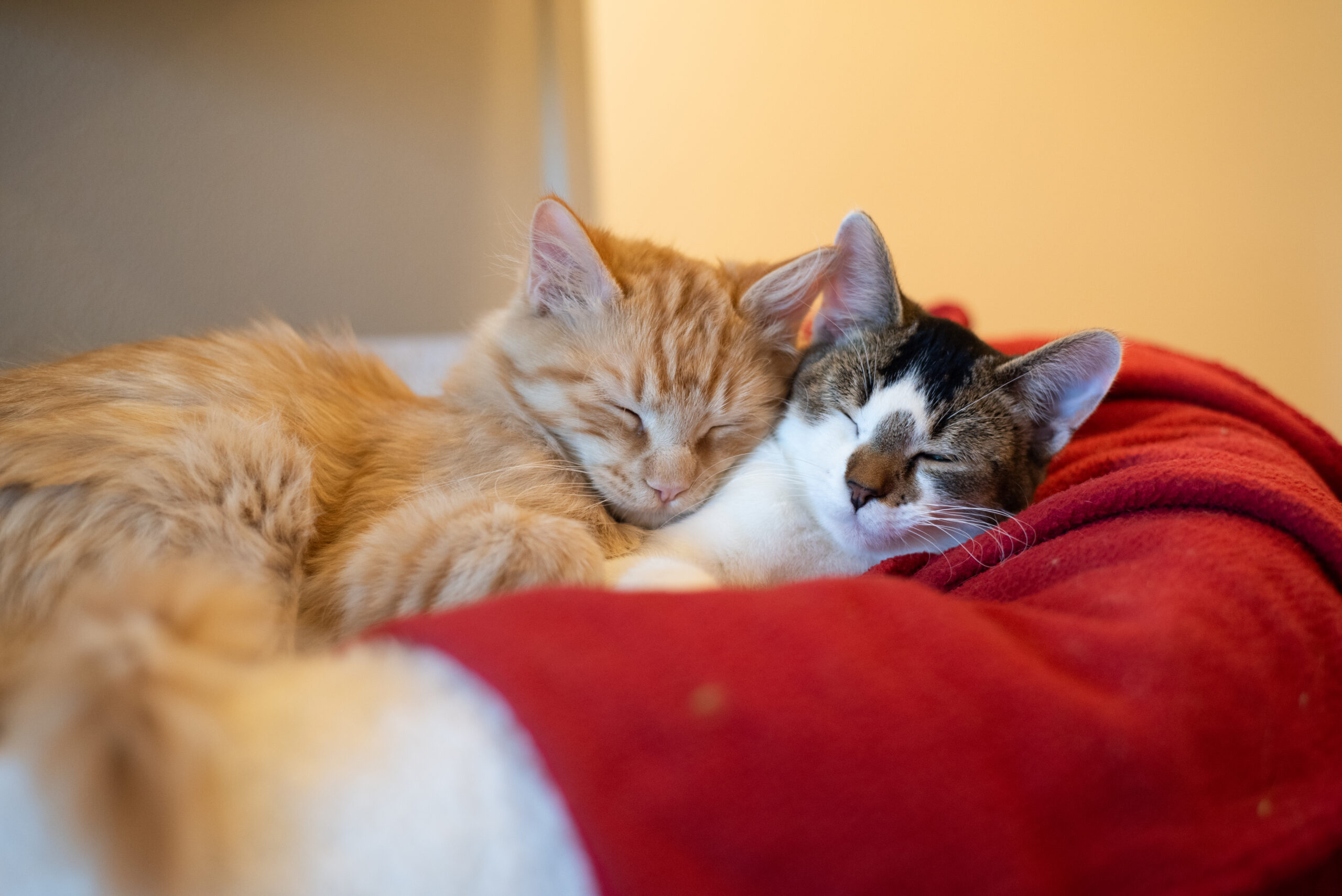 New data from Best Friends Animal Society shows the number of cats killed in U.S. shelters has dropped nearly 75 percent over the past decade.