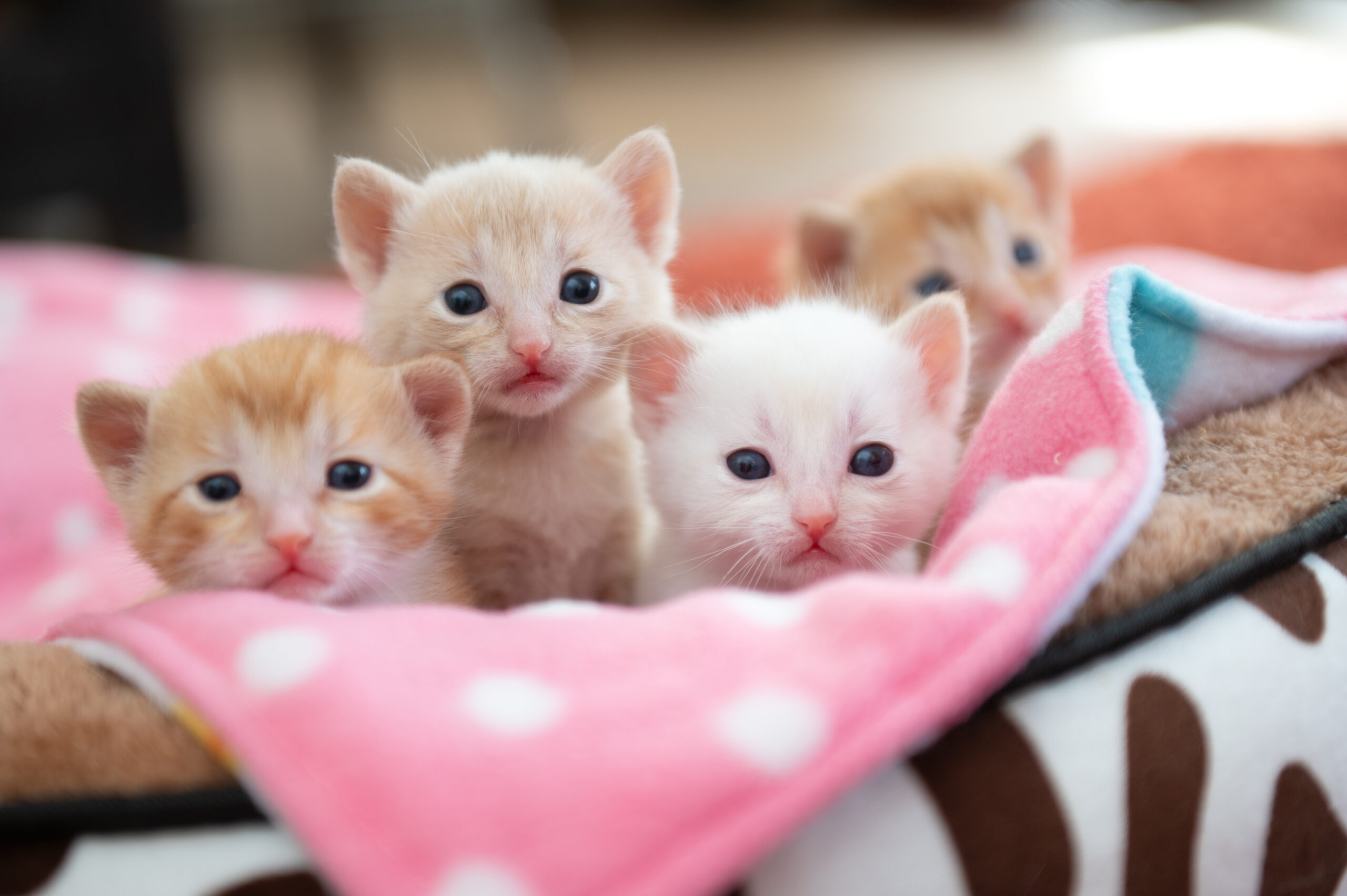 New Data Shows Major Progress for Cats in U.S. Shelters, With Deaths Down Nearly 75%
