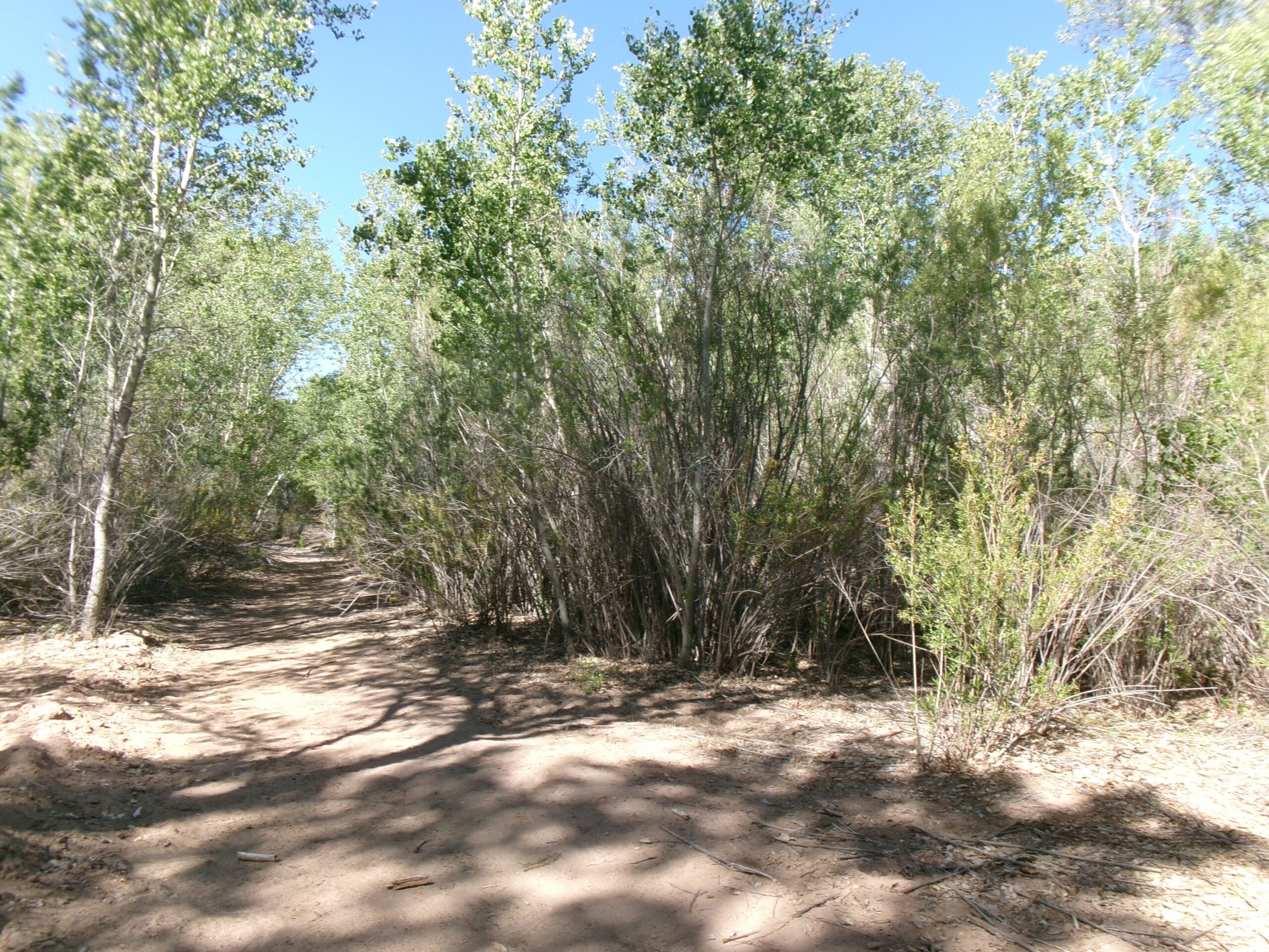 Old-road-to-Beaver-Dam-Wash-Lytle-Ranch-Road-April-2026.-Photo-by-Tom-Garrison