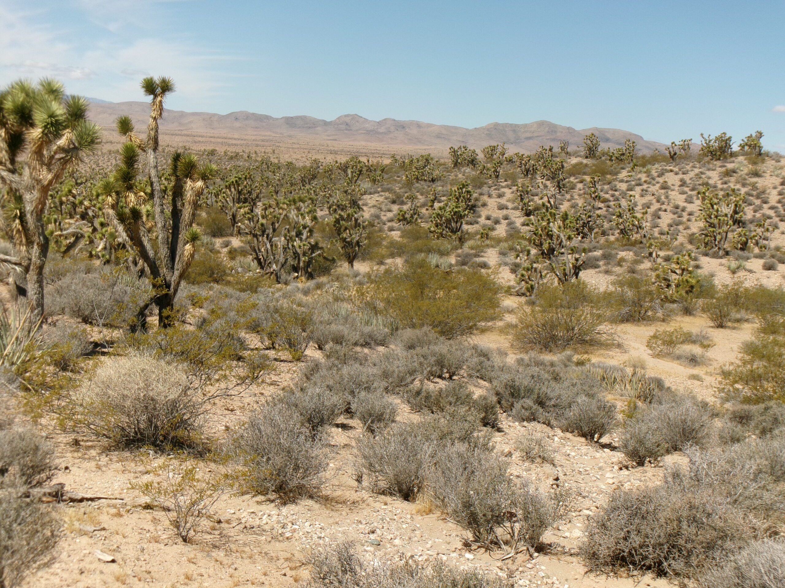 Joshua Tree forest along Lytle Ranch Road, Lytle Nature Preserve, April 2026. Photo by Tom Garrison
