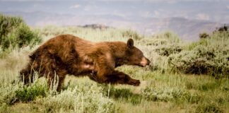 Tips to Avoid Bear Conflicts Across Southern Utah This Summer