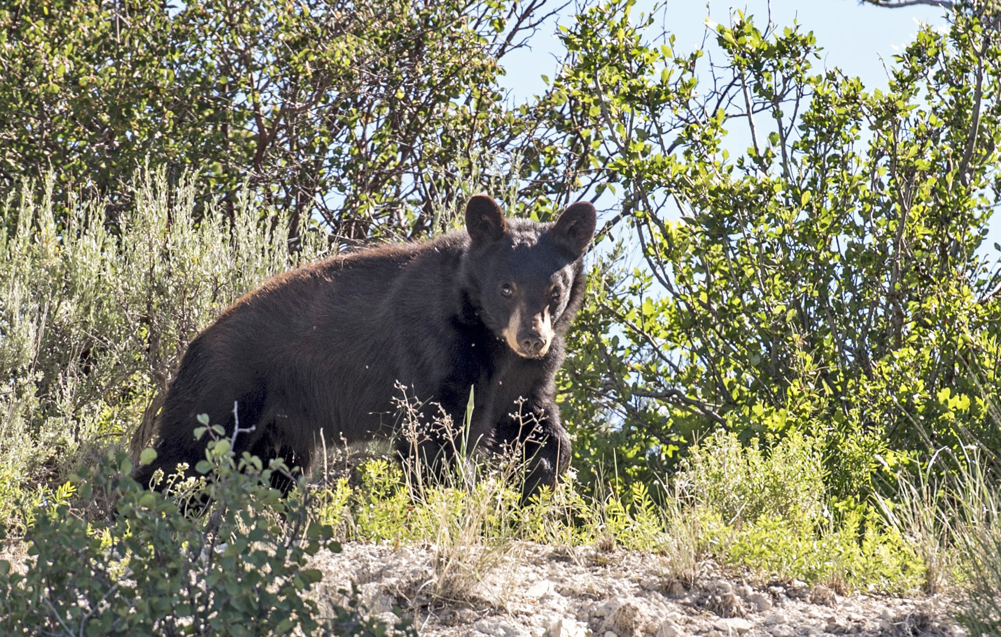 Utah bear safety tips