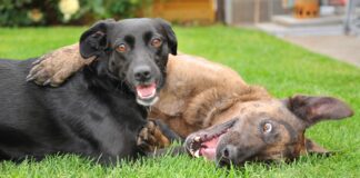 Southern Utah Adoptable Pets Guide