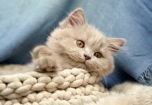Southern Utah Adoptable Pets Guide
