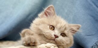 Southern Utah Adoptable Pets Guide