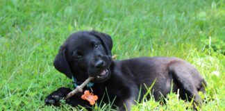 Southern Utah Adoptable Pets Guide