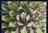 Southern Utah Art Guild Highlights June Exhibits
