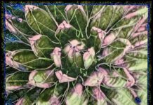 Southern Utah Art Guild Highlights June Exhibits