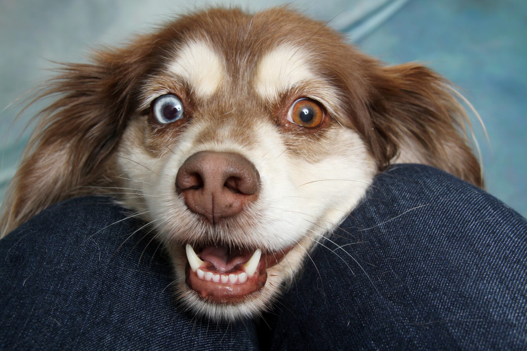 Southern Utah Adoptable Pets Guide - The Independent | Southern Utah's #1 Source...