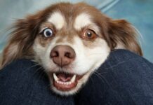 Southern Utah Adoptable Pets Guide