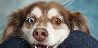 Southern Utah Adoptable Pets Guide