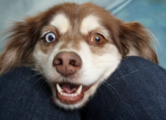 Southern Utah Adoptable Pets Guide