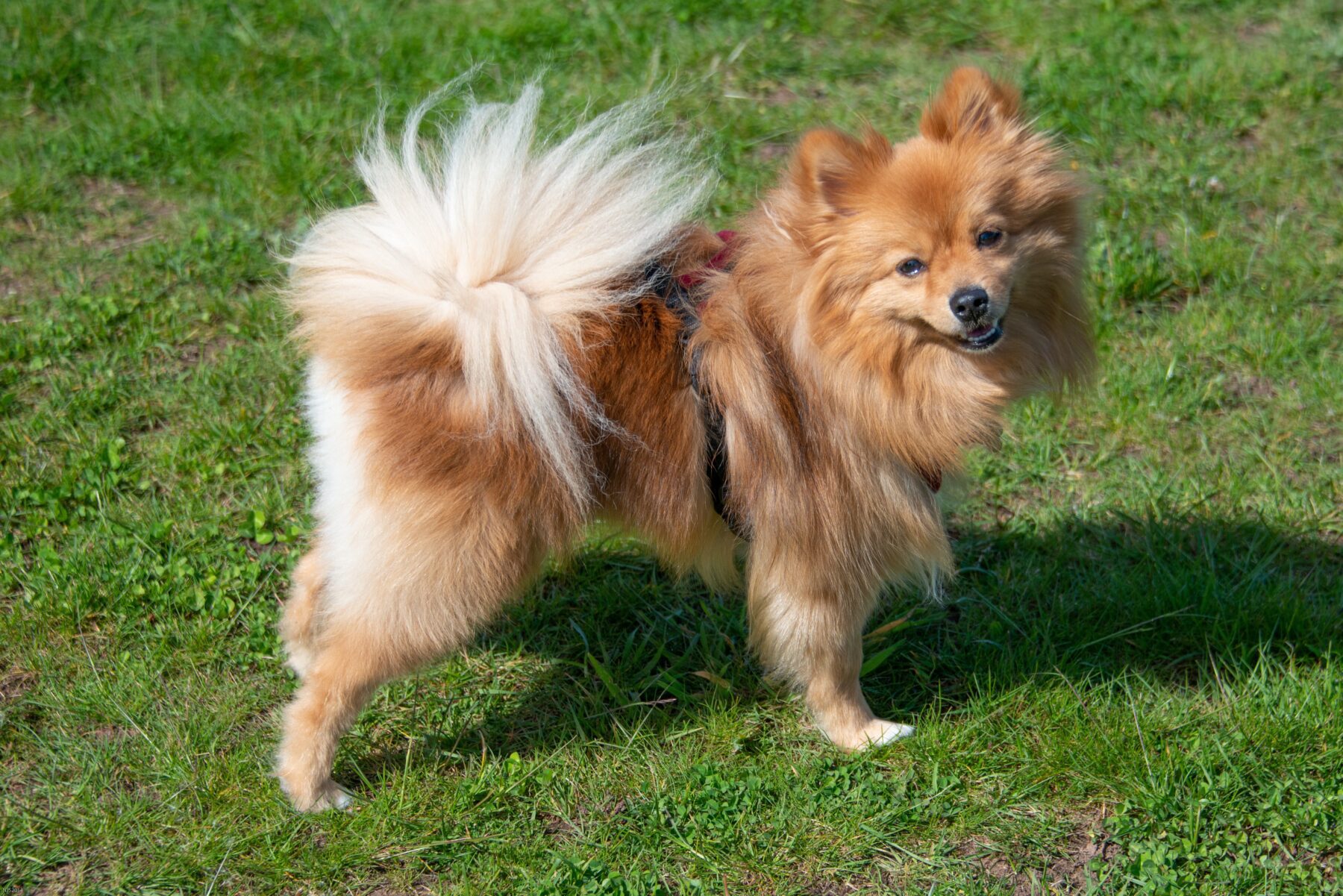 Southern Utah Adoptable Pets Guide - The Independent | Southern Utah's #1 Source...
