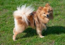 Southern Utah Adoptable Pets Guide