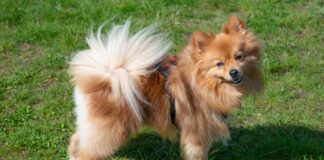 Southern Utah Adoptable Pets Guide