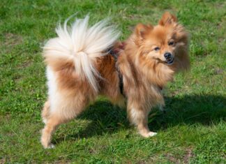 Southern Utah Adoptable Pets Guide